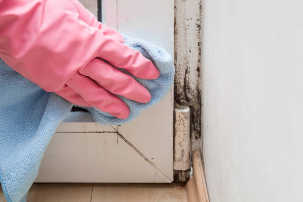 Mold Odor Removal Services