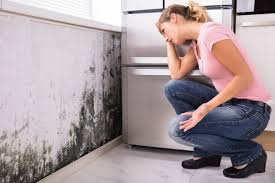 Trusted Rockwell Place, TX Mold Remediation Experts